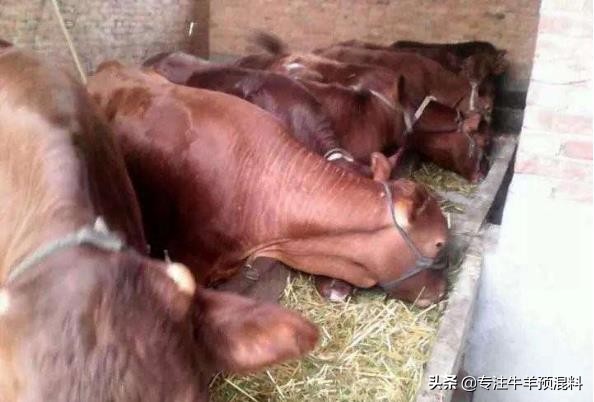 牛光吃不长？你的牛很可能是“僵牛”！发生僵牛了怎么办？