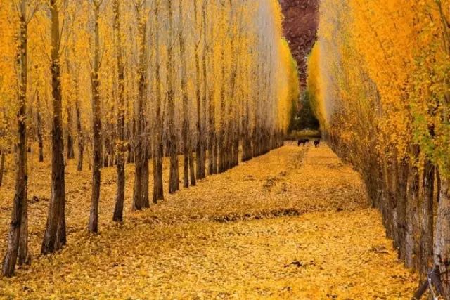 阿勒泰秋季旅行,新疆旅行阿勒泰秋天