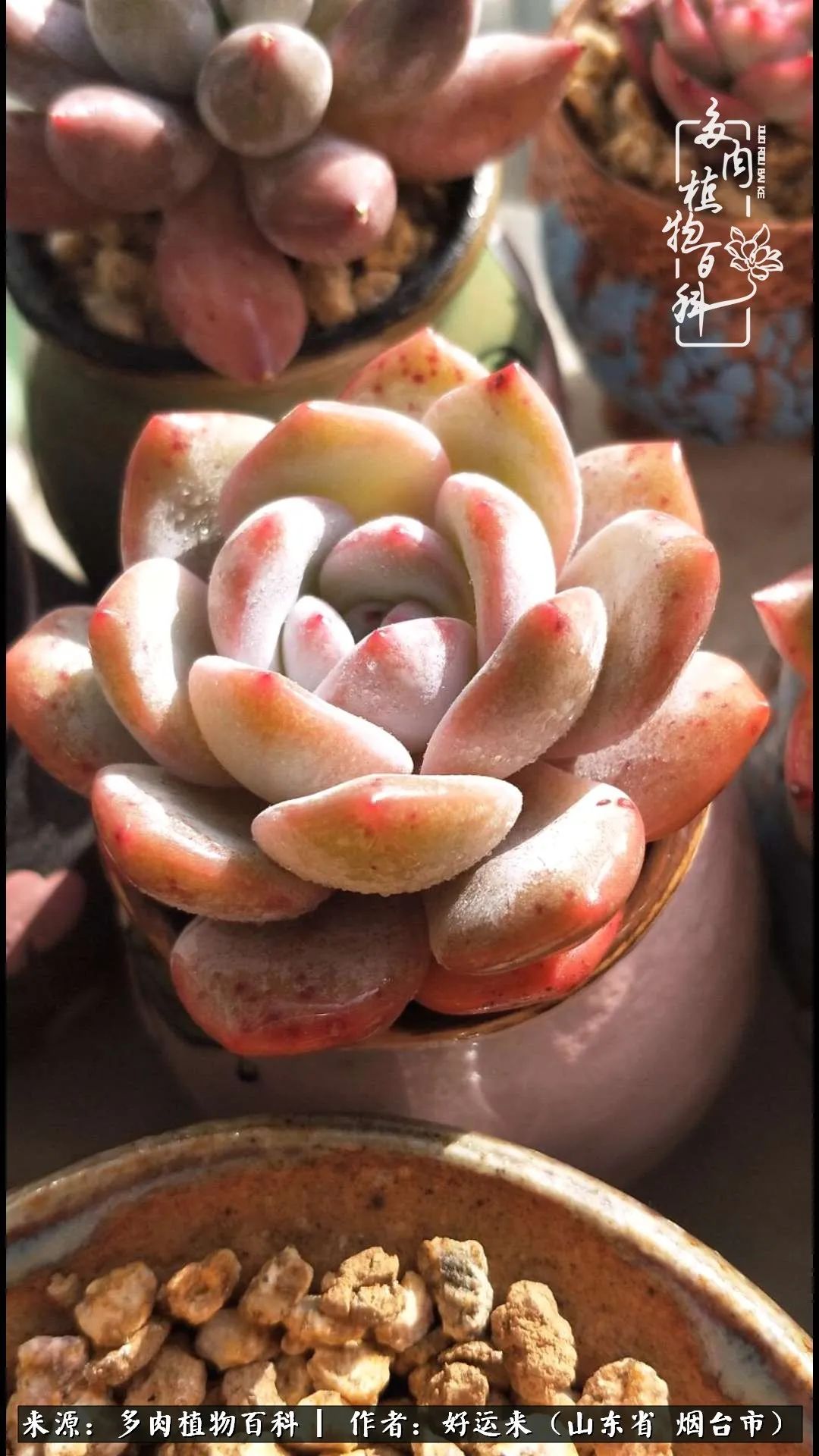 世上怎么会有这么可爱的生物,这世上怎么会有那么可爱的小可爱