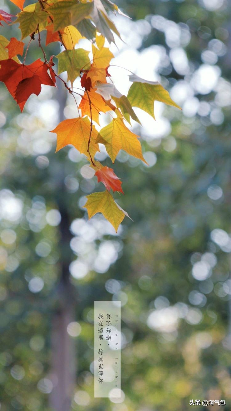秋分愿生活恰如其分,人生恰如秋分生活恰如其分
