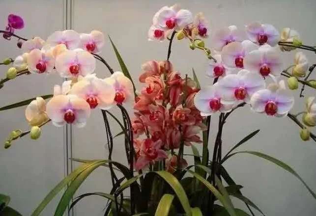 七绝咏荷外五首,咏荷七律坡底韵