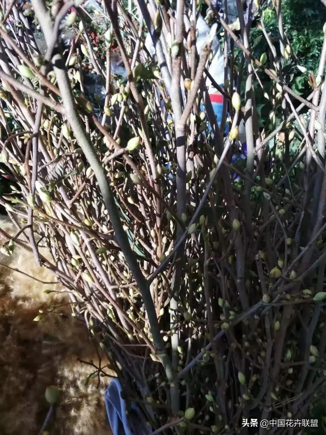 春天花市有哪些花材,便宜又大把的花材有哪些