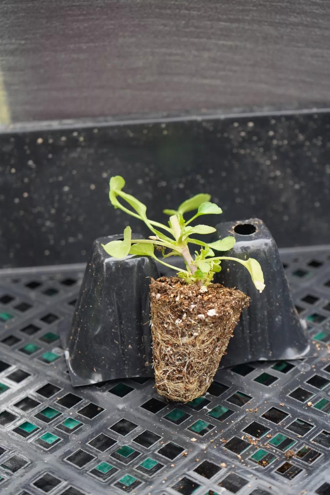 盆栽植物细长徒长怎么办,植物侧枝要不要修剪