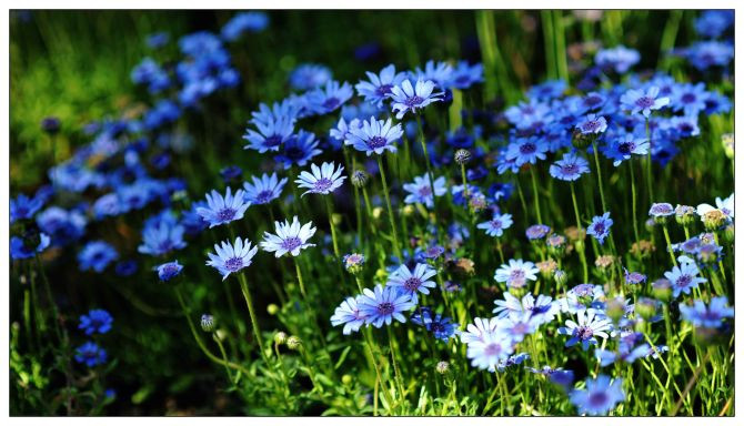 十种蓝色花,常见的六种蓝色花