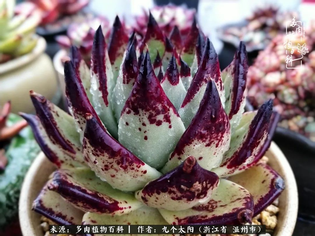 景天、球和龙舌兰，只要是多肉，都喜爱