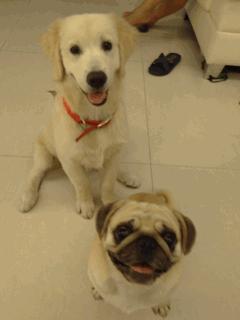 狗狗绝育vs不绝育差别还是很大的,狗狗应该绝育么