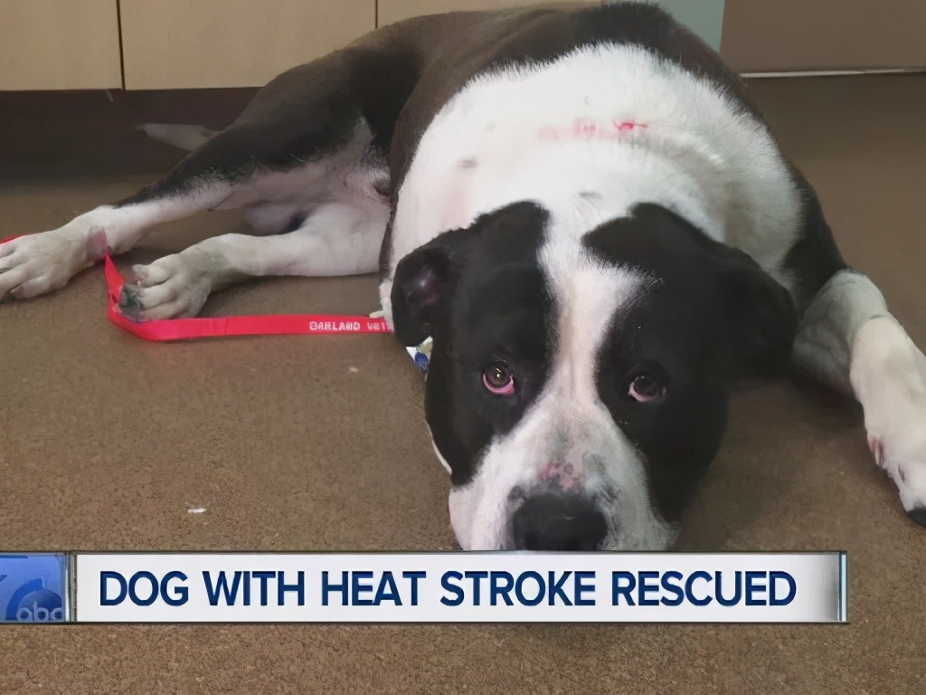 狗狗到了夏天中暑一直喝水怎么办,狗狗中暑后腿无法站立舌头发白