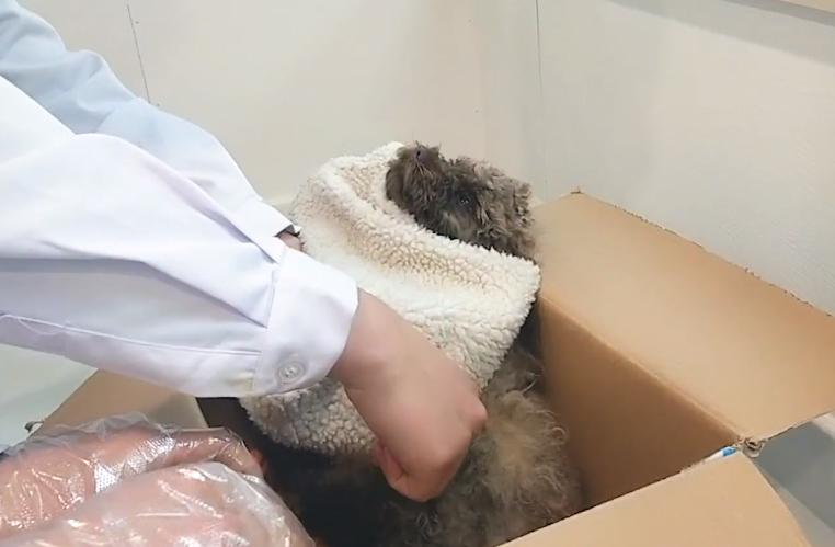 狗狗急性死亡铲屎官们该怎么处理,铲屎官必备狗狗常见病防治手册