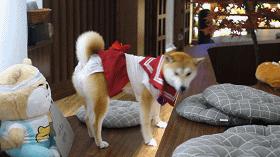 广州撸柴胜地！仲有怀旧零食、游戏室激萌柴犬周边