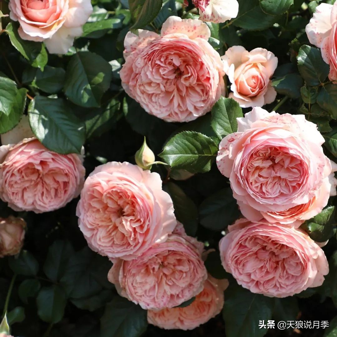 4月最浪漫的一次花开，是171个低价月季小苗带来的巅峰时刻！