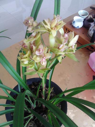 兰花奇草开奇花,适合新手养的兰花有哪些带图片