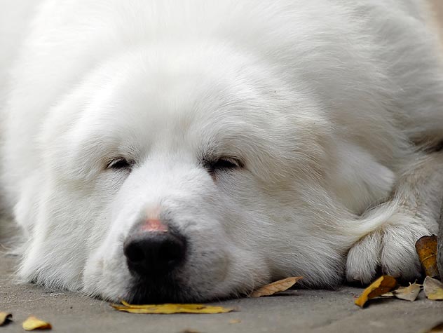 狗狗太胖的话要怎样给狗狗减肥,狗狗肥胖闹出的笑话