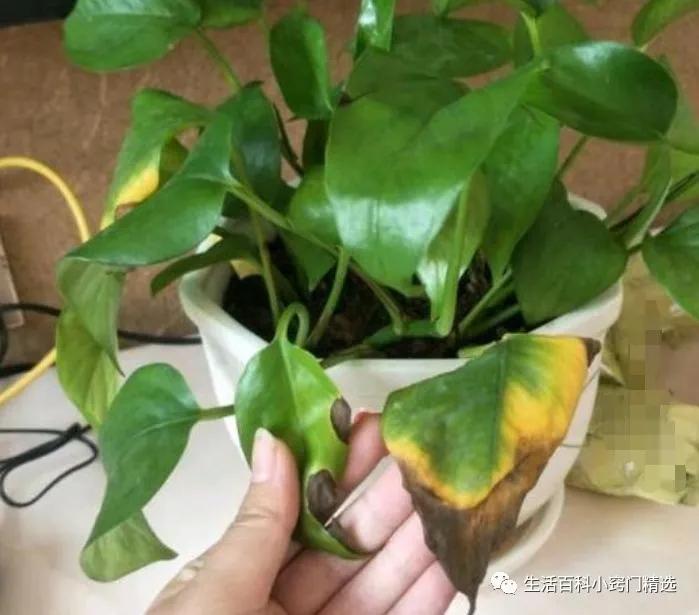 绿萝怎么养长得快不黄叶子不烂根,绿萝怎么养才能不长黄叶更旺盛