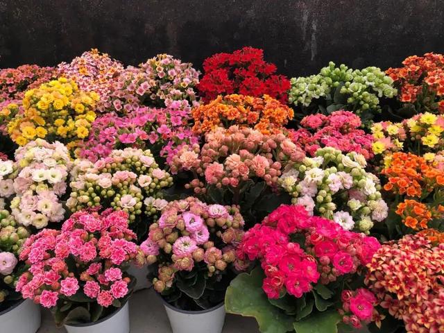 十大吉祥花,十大旺宅吉祥花