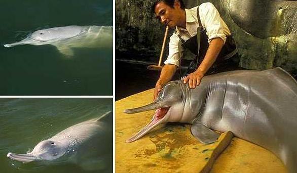 白鲟是白鱀豚吗,白鱀豚和中华白鲟