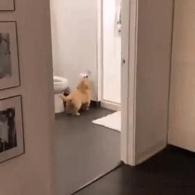 狗子不听话是你心太软,狗子不护主人