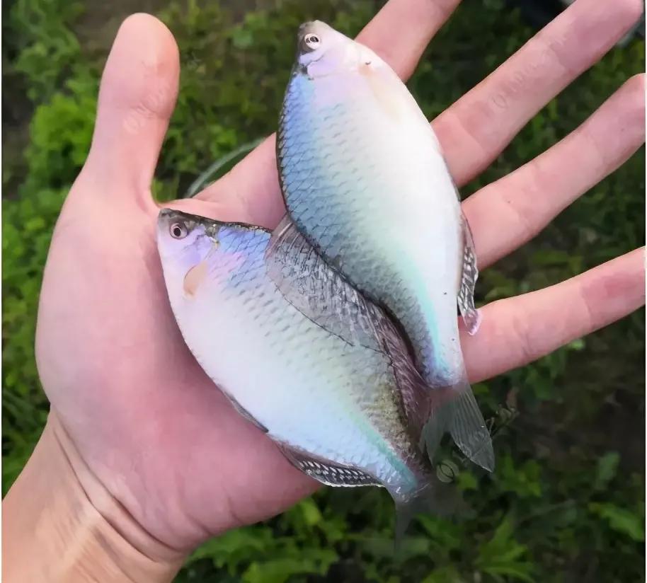 形似粑粑的食物,形似罗非鱼的鱼叫什么