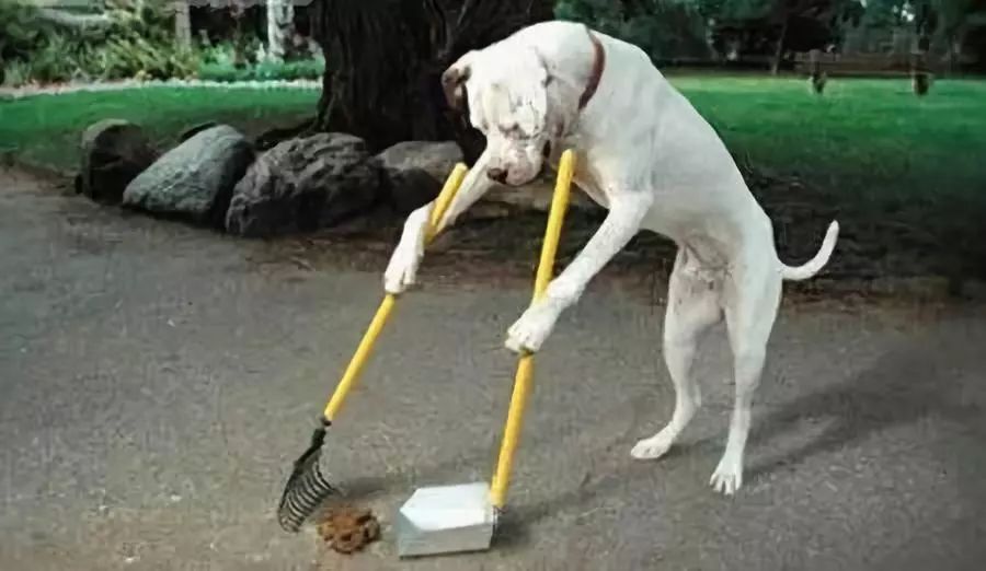 宠物经济剖析,宠物经济如何赚钱