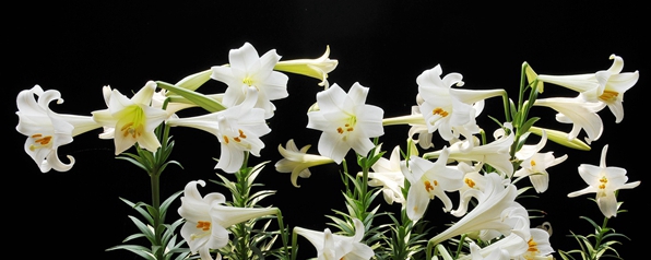 百合花是不是开完花就枯萎了,百合花开完花怎么扦插