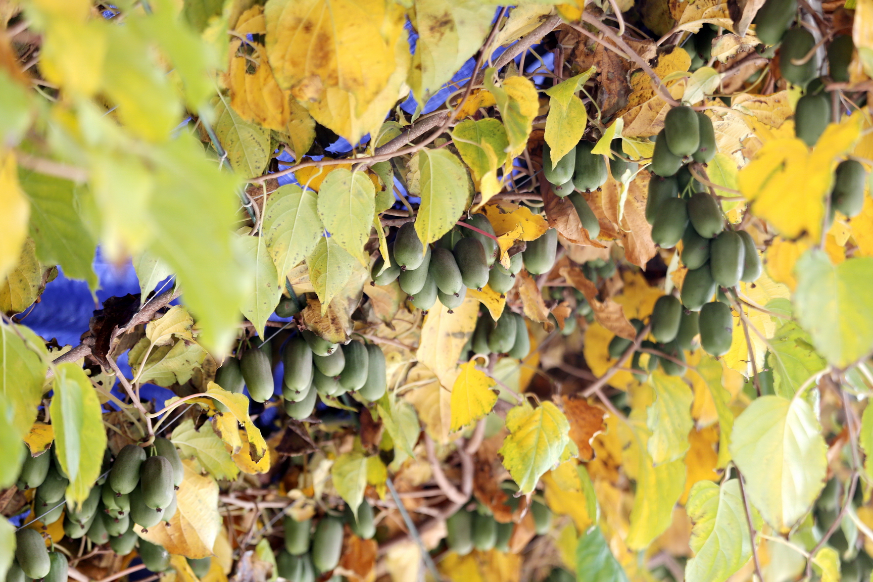 丹东特产软枣猕猴桃原产地直发,大连哪有种软枣猕猴桃的