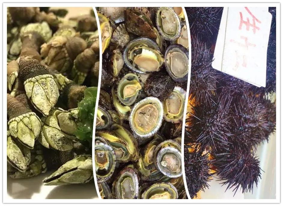 珠海出发外伶仃岛一日游最佳路线,珠海外伶仃岛自由行攻略