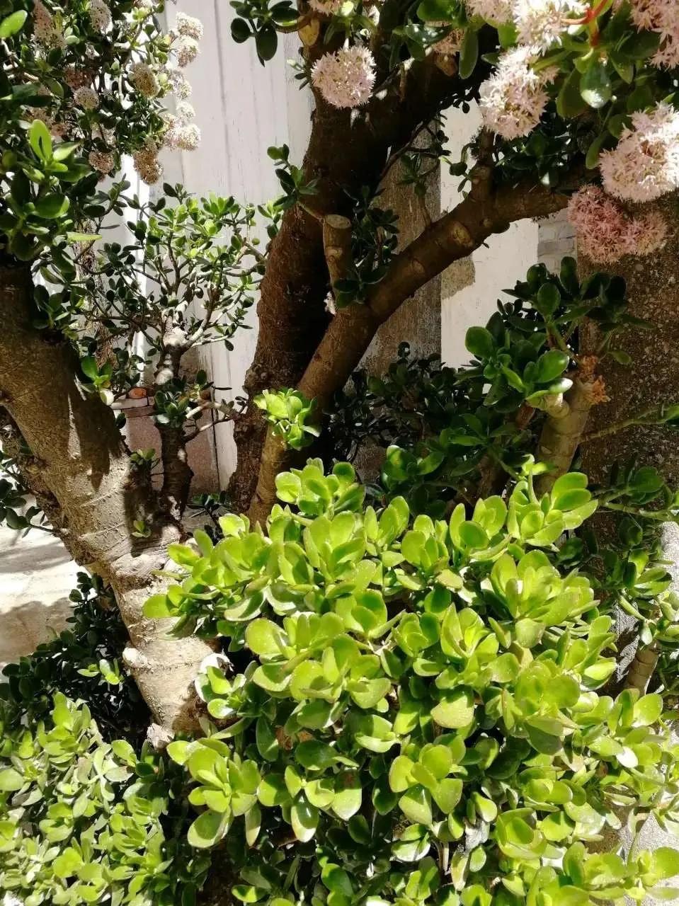 扦插花的养殖方法和技巧,养花扦插有妙招多肉