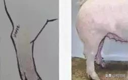 养猪实用技术——高产母猪的身体特征(图解)
