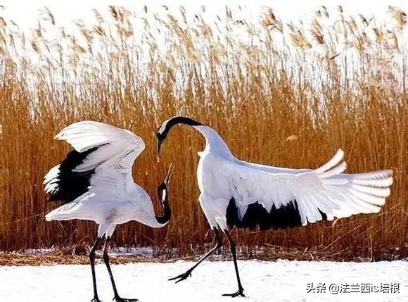 鸟类中最凶猛的是哪一个,鸟类捕食的12个无情时刻