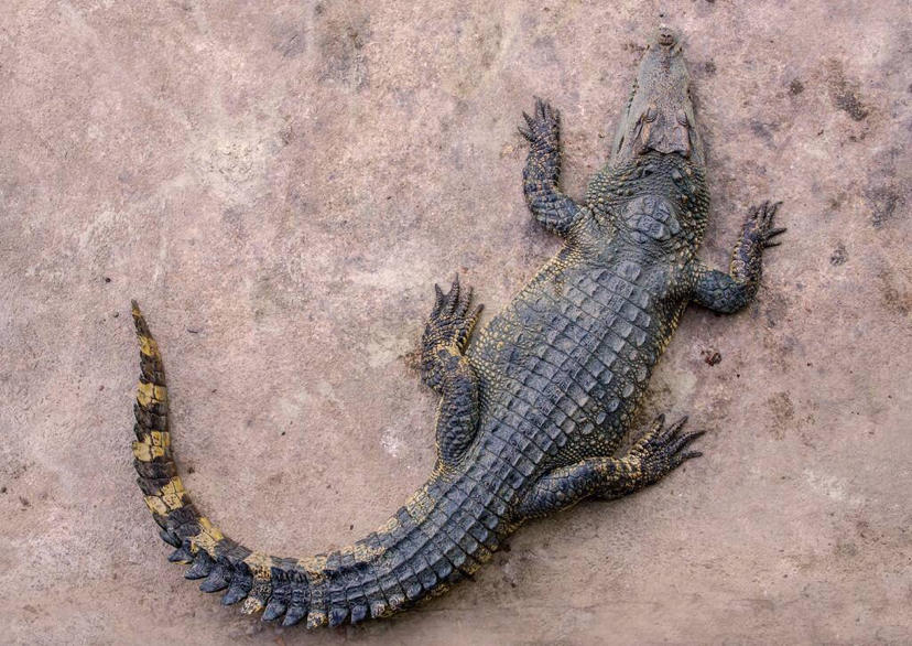 去泰国旅游都买些什么东西,去泰国买东西是真的吗