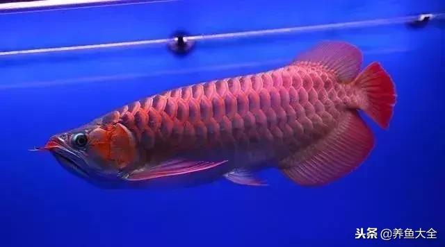 最贵的海水观赏鱼排名前十名,中国最贵的观赏鱼排行榜top10