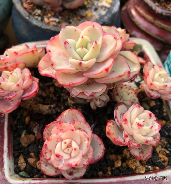 奶油黄桃怎么养出状态,奶油黄桃怎么单头变多头