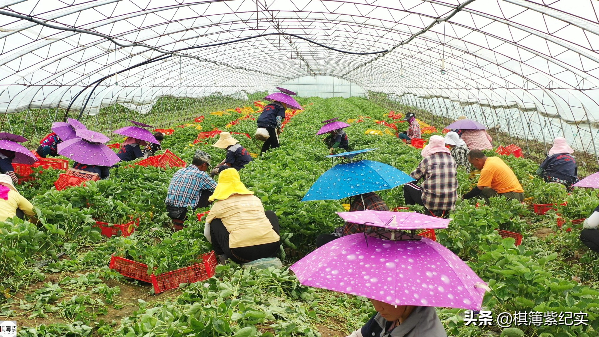 草莓王传奇：200多个大棚，实施空中草莓计划，明年手机遥控草莓