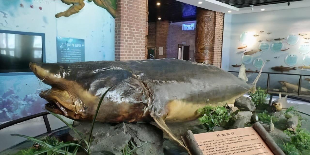 什么鱼从恐龙时期活到现在,与恐龙同时代灭绝却被发现的鱼