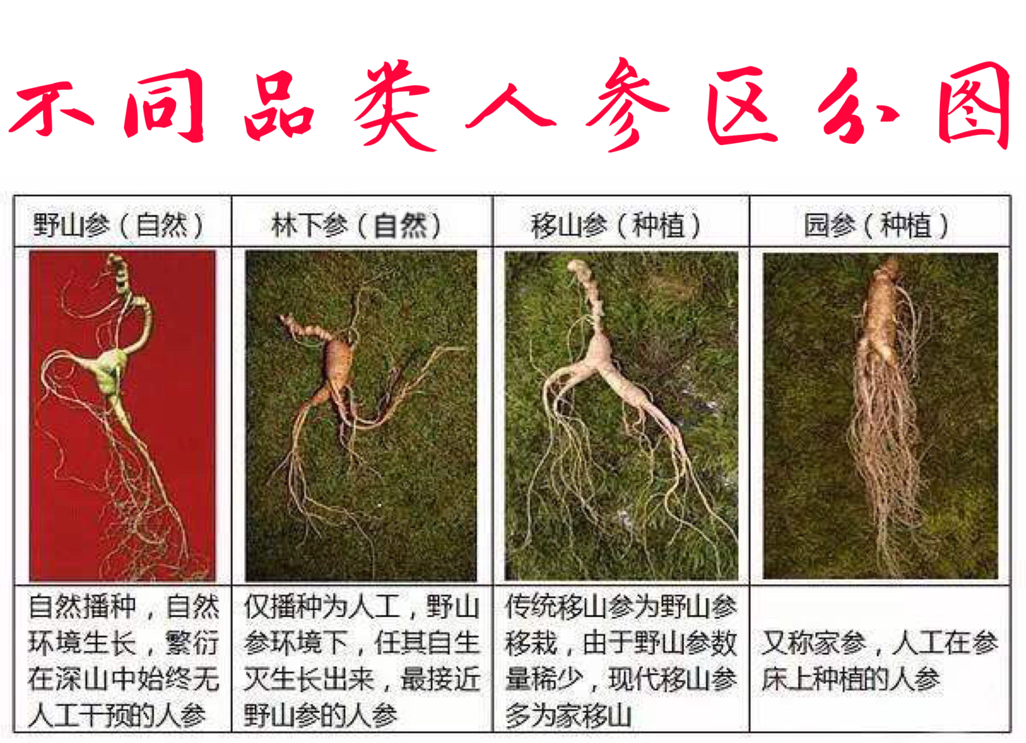人参市场五花八门,人参市场行为