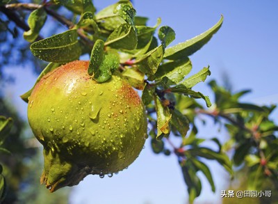 石榴膨大期，小心果腐病高发，别让僵果成为果园一道风景线