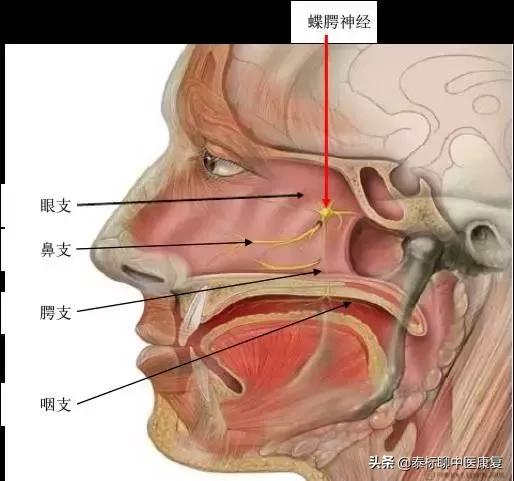 过敏性鼻炎针灸疗法穴位,鼻炎针刀
