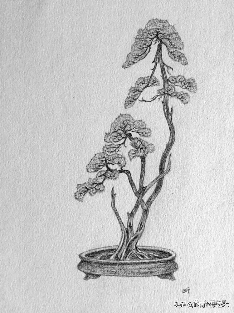 女盆景师丁昕,丁昕盆景