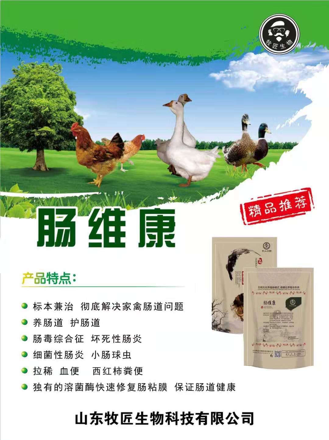 治疗鸡肠炎的中药药方,治鸡肠炎最快偏方