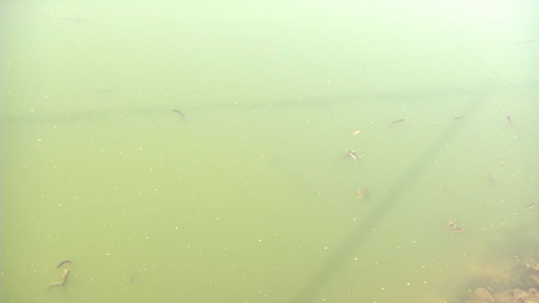 创富新发现:体质强健生长快,台湾泥鳅效益红火