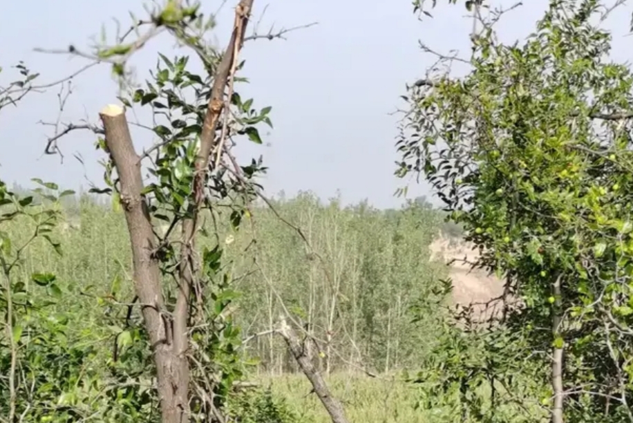 酸枣仁虽然可以卖到2.5元一斤，但是*力暴**采摘会让其命运多舛