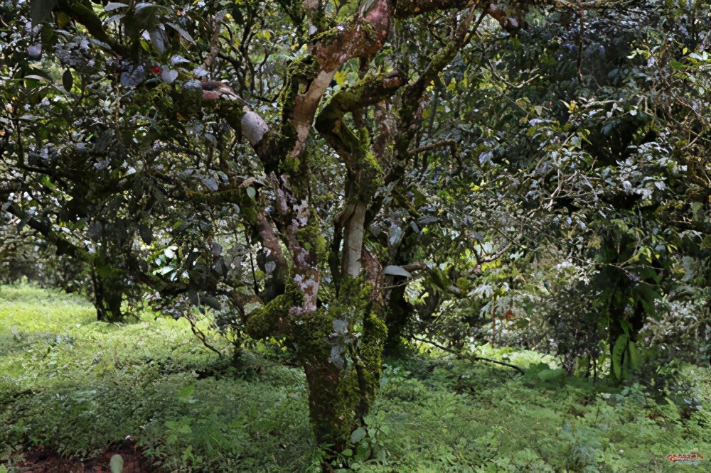 十大名寨普洱茶排名,十大普洱茶排行榜最新