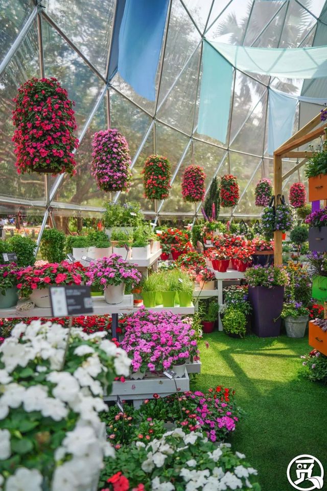 深圳史上最大最美的花展来啦,走进深圳仙湖植物园的国际花展