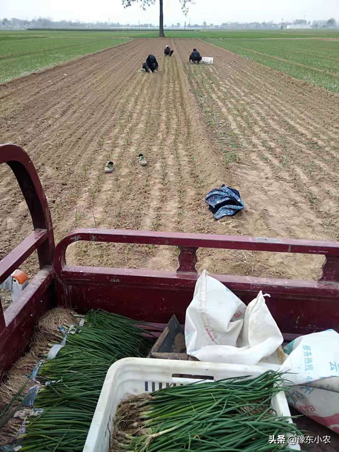 大蒜长蒜苔,大蒜长蒜苔时蒜瓣长芽怎么回事