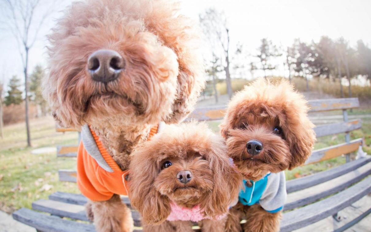 饲养泰迪犬对人好不好,饲养泰迪犬的9大致命错误