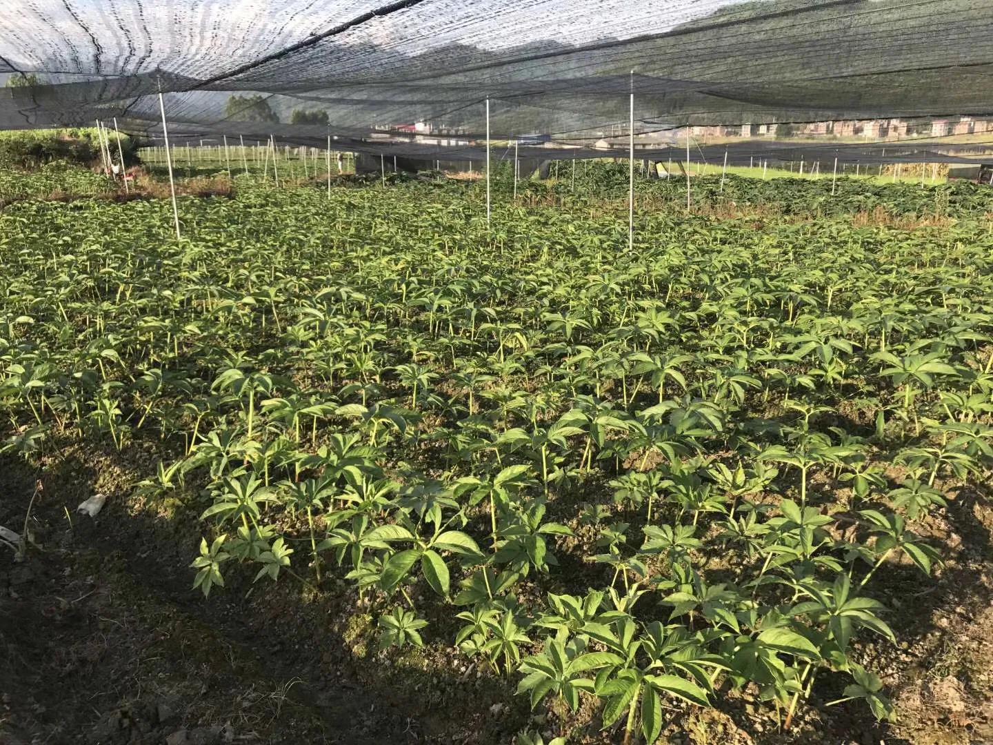 魔芋什么时候采收最好,魔芋栽培用啥肥料好