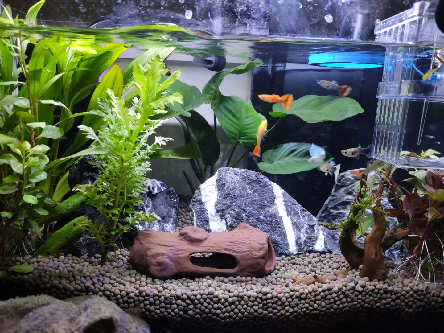 新手养鱼怎么入手？350元，开启养鱼之旅，新手小白开缸记