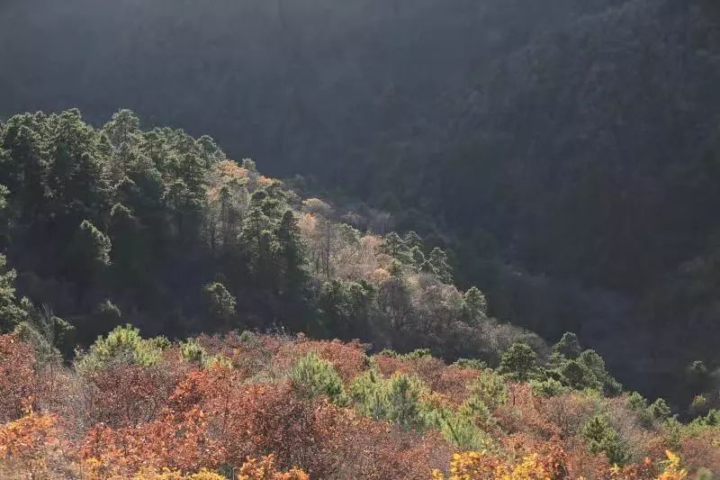 延安黄陵：醉美金秋仙遇黄陵