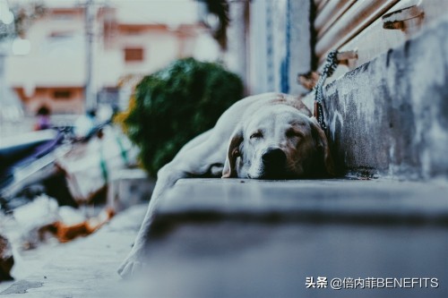 狗狗不吃狗粮有什么办法让它吃吗,狗狗不吃狗粮怎么办你该这样做