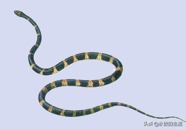 100种有毒的蛇,10种最毒的蛇是哪种蛇