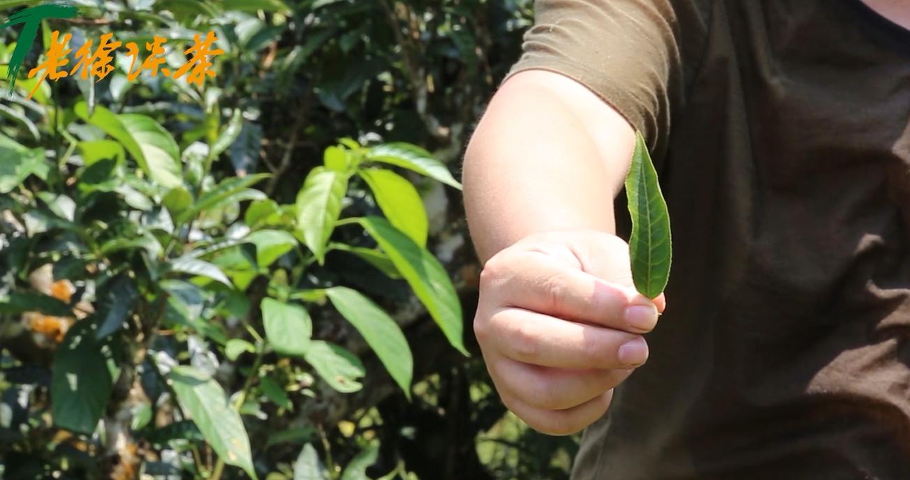 老徐谈茶9棵古树茶,老徐谈古茶园全集